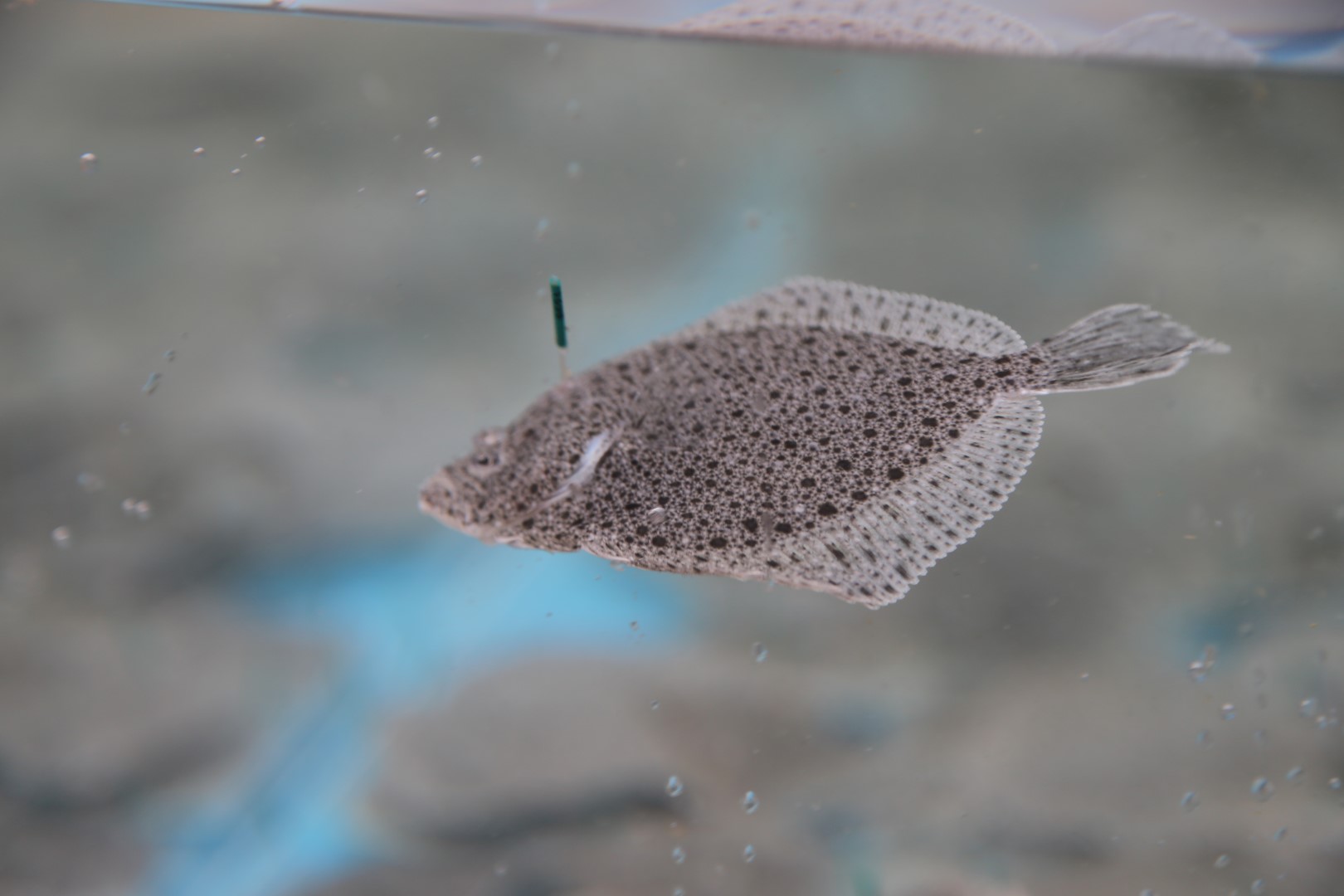 6 bin balık Körfez’e salındı