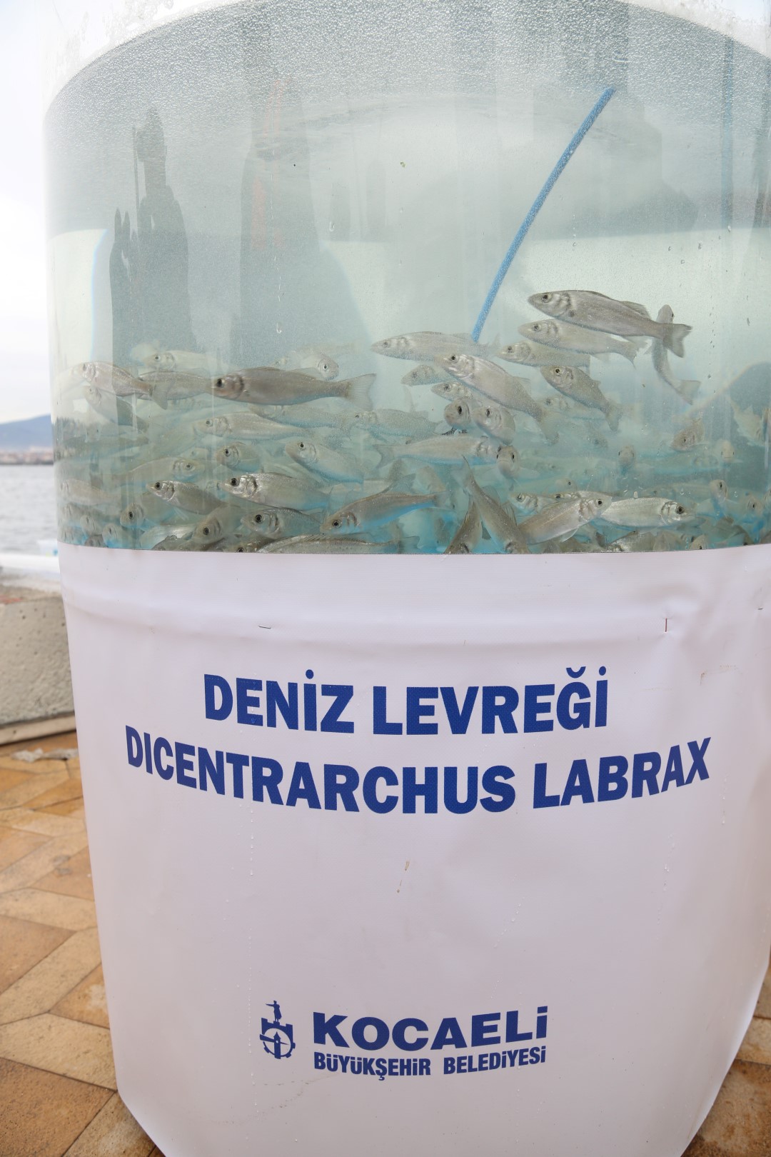 6 bin balık Körfez’e salındı