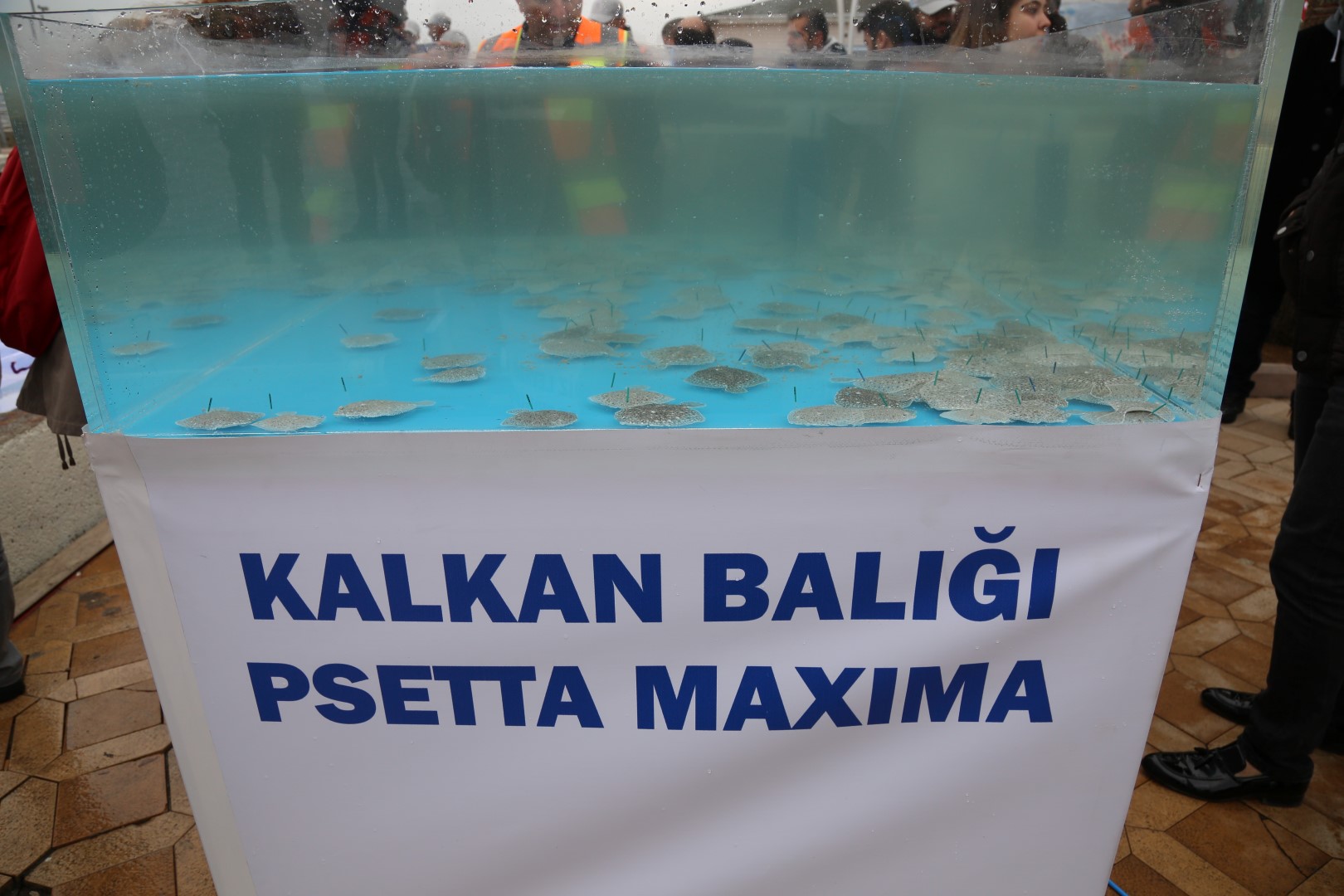 6 bin balık Körfez’e salındı