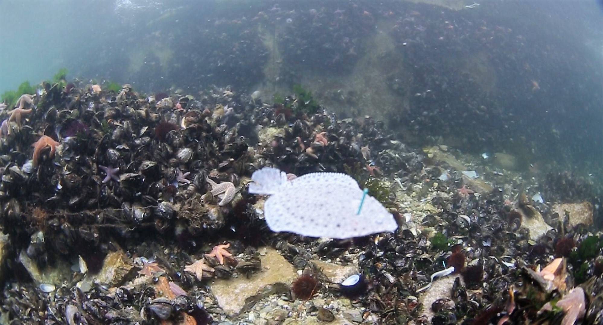 6 bin balık Körfez’e salındı