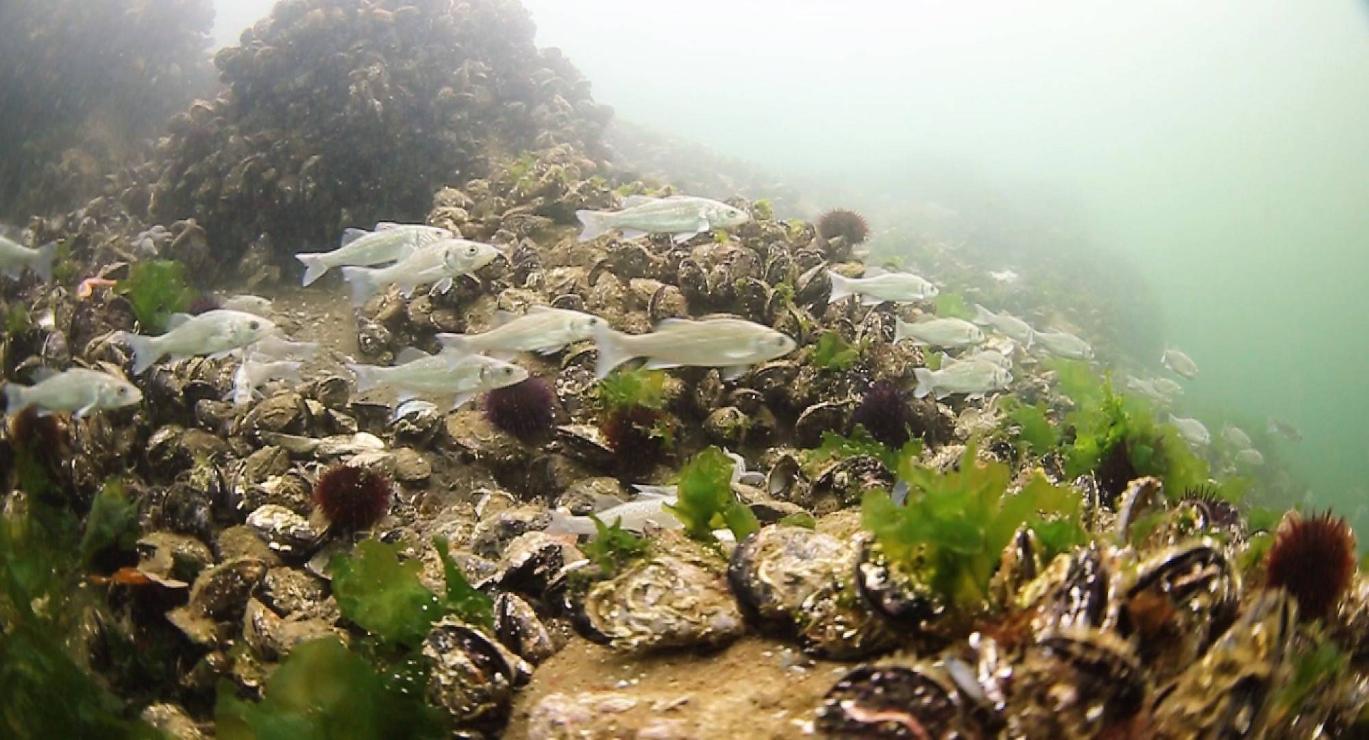 6 bin balık Körfez’e salındı