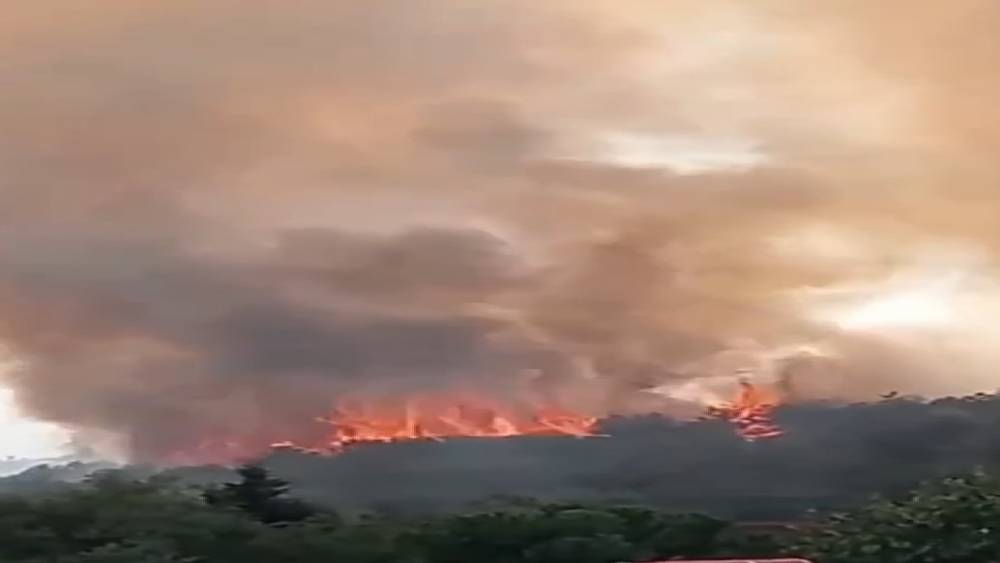 Kocaeli’de orman yangını
