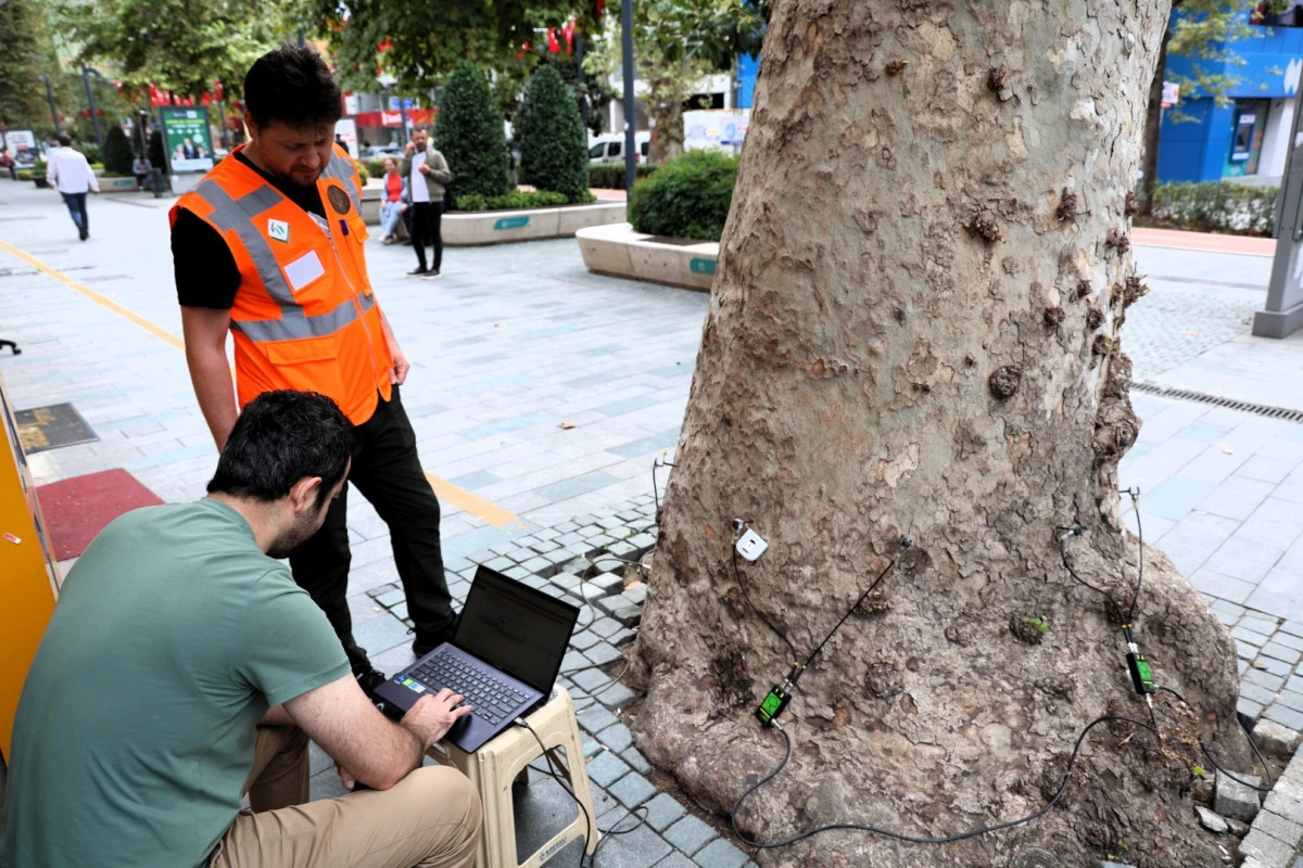 Asırlık ağa&ccedil;lar tomografiyle korunacak