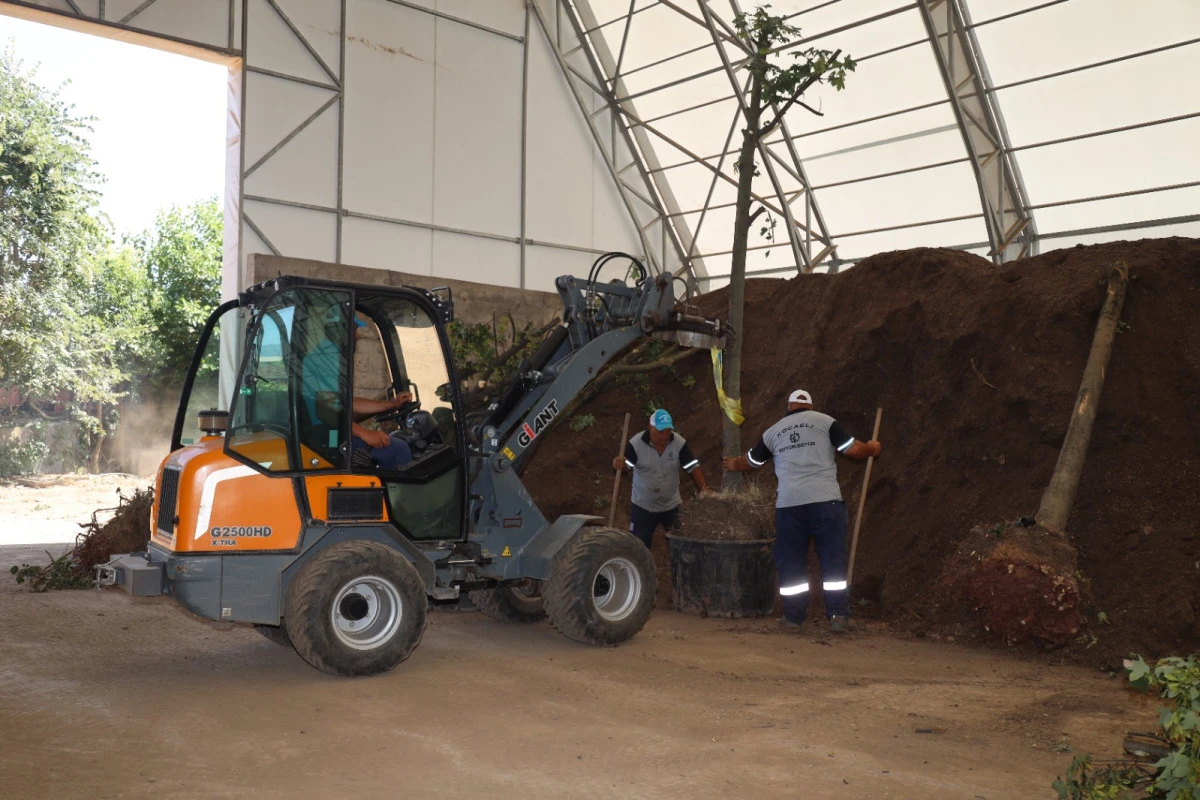    Büyükşehir, Başiskele Kavşağı Projesi’nde ağaçlara sahip çıkıyor;  Sökülen ağaçlar geleceğe taşınıyor