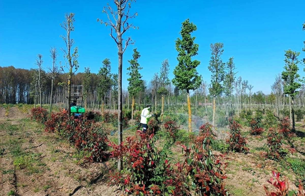 Fidanlara koruyucu m&uuml;dahale