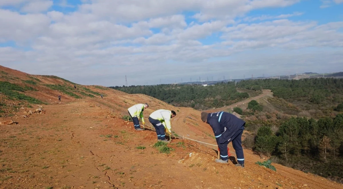 Gebze&rsquo;de 4 bin 500 sedir ağacı toprakla buluştu