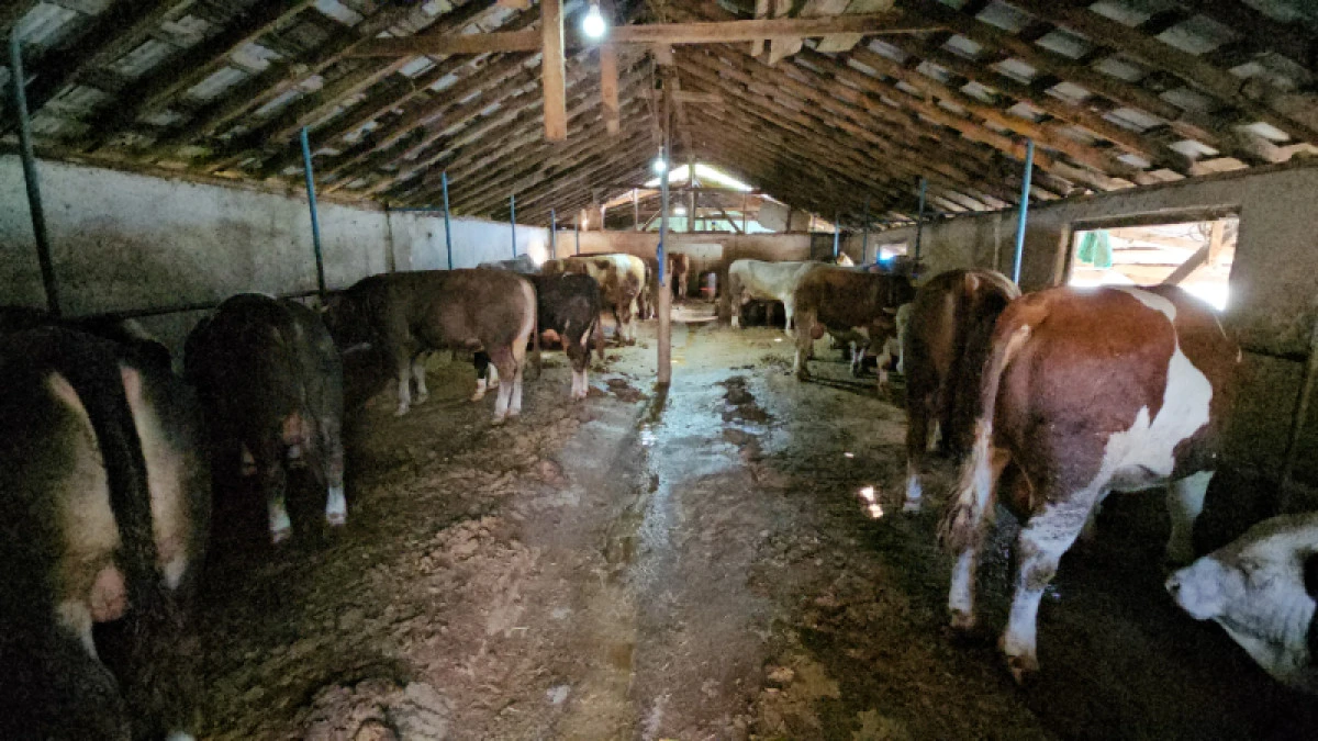 G&ouml;lc&uuml;k Belediyesi&rsquo;nden &Ccedil;evreyi Kirleten Besi &Ccedil;iftliğine Ceza