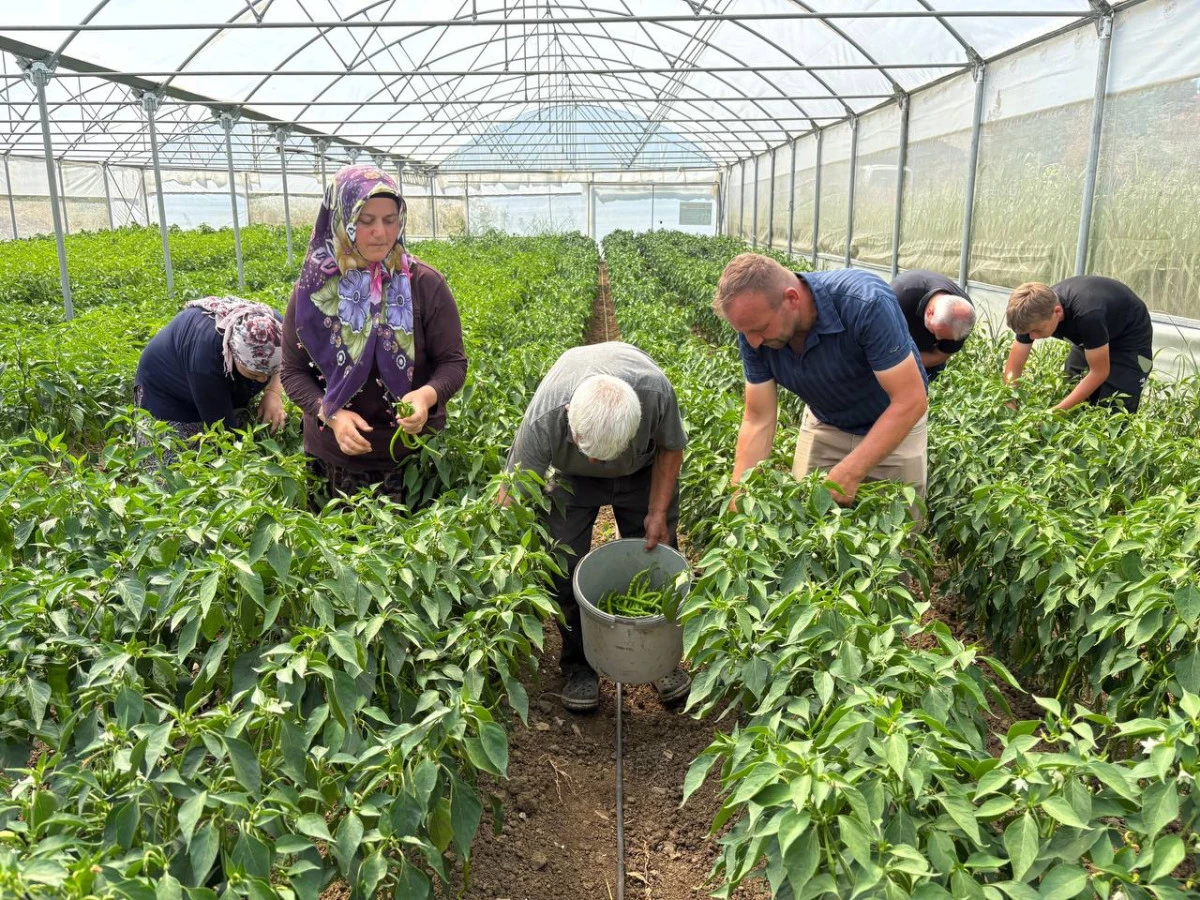İNCECİK MAHALLESİ&rsquo;NDE İLK HASAT YAPILDI