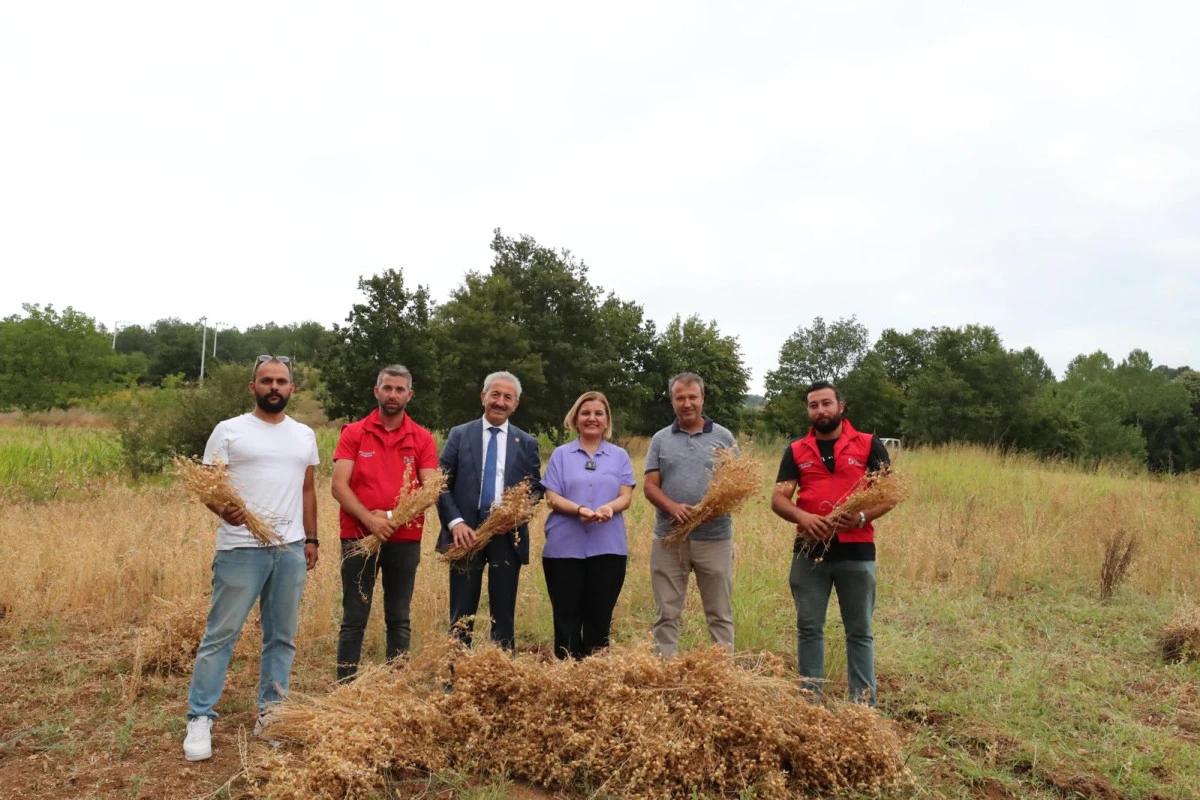 İzmit Belediyesi ilk nohut hasadını yaptı   Hürriyet: Nohut tarlasından bereketli sofralara 