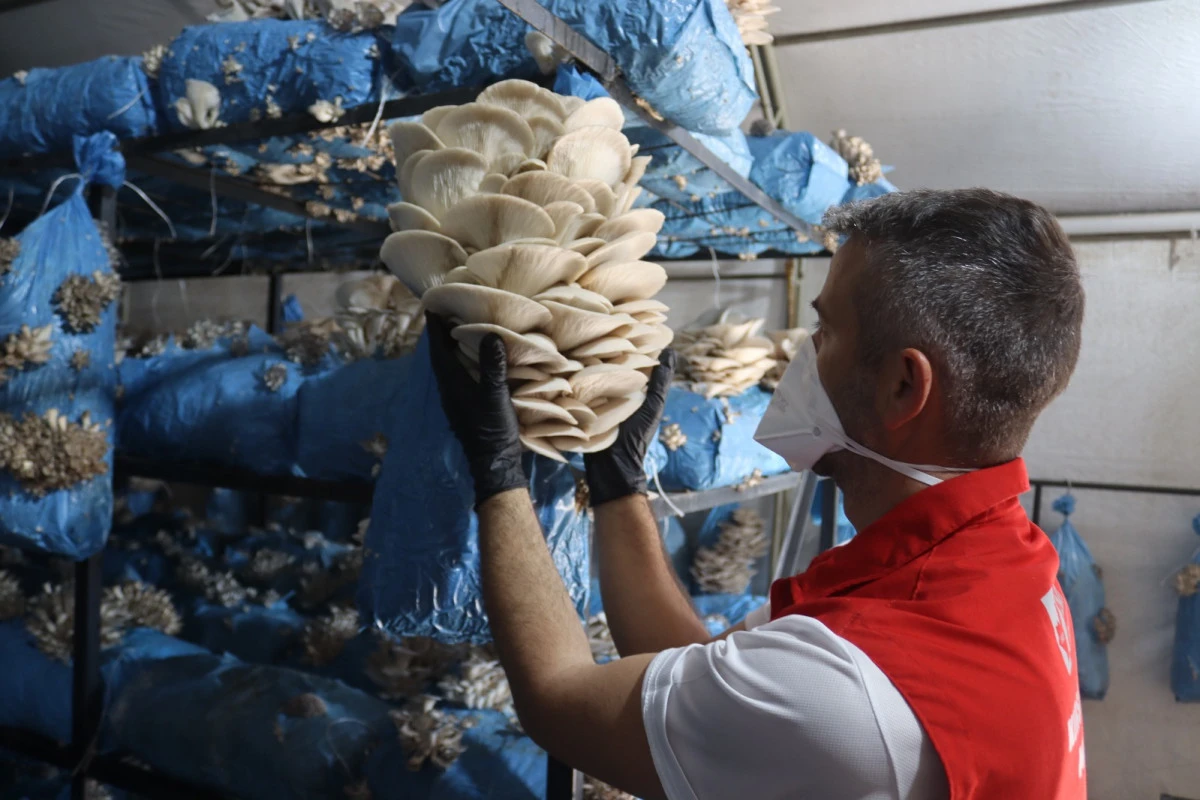 İzmit Belediyesi istiridye mantarı &uuml;retimiyle vatandaşa destek oluyor