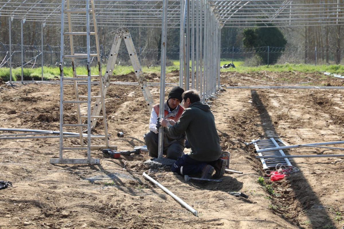 İzmit Belediyesi sebze serası kuruyor