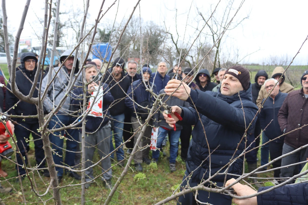 İzmit Belediyesinden &uuml;reticilere uygulamalı budama eğitimi