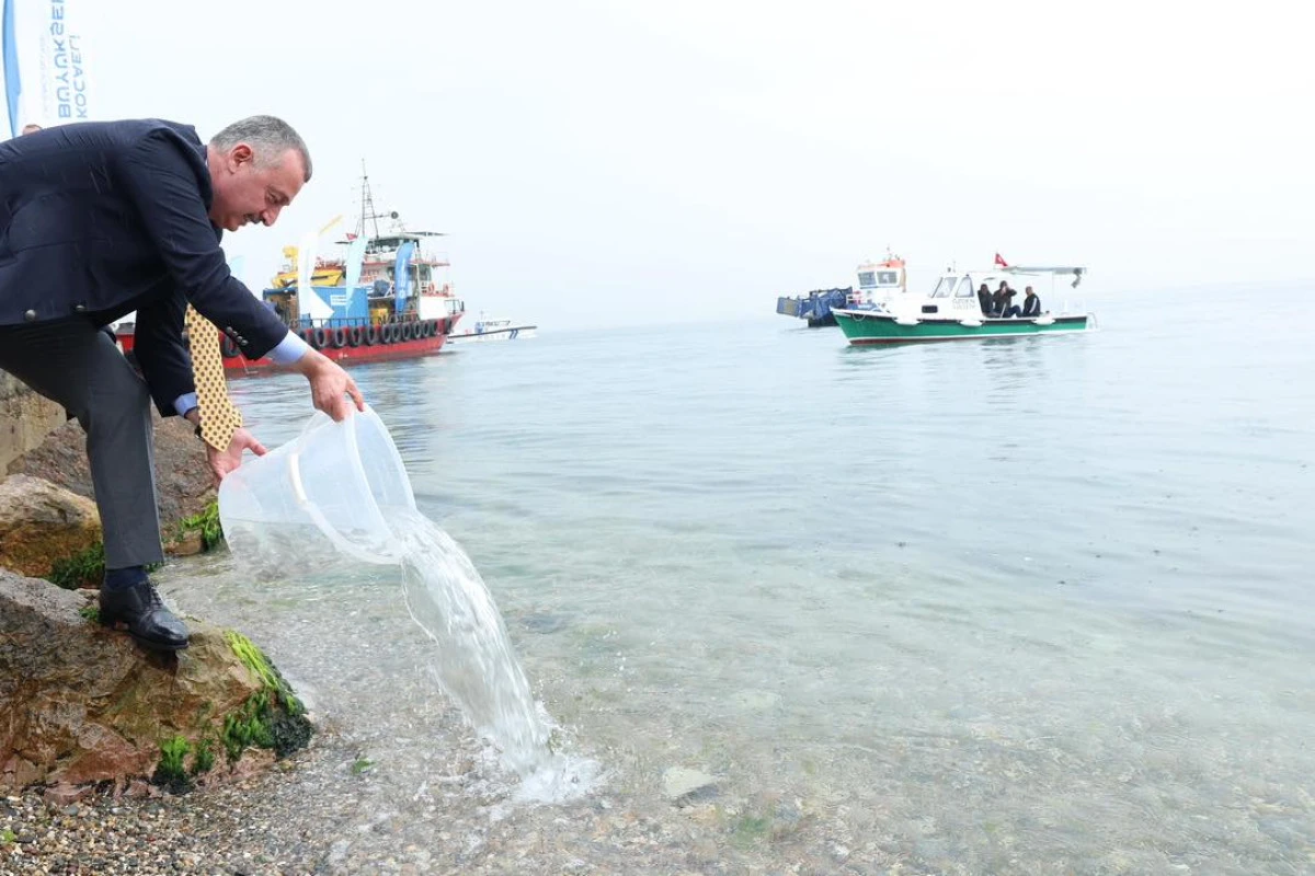 İzmit Körfezi, Kocaeli Büyükşehir ile küllerinden doğuyor;  Ölümün kıyısından yeniden dirilişe