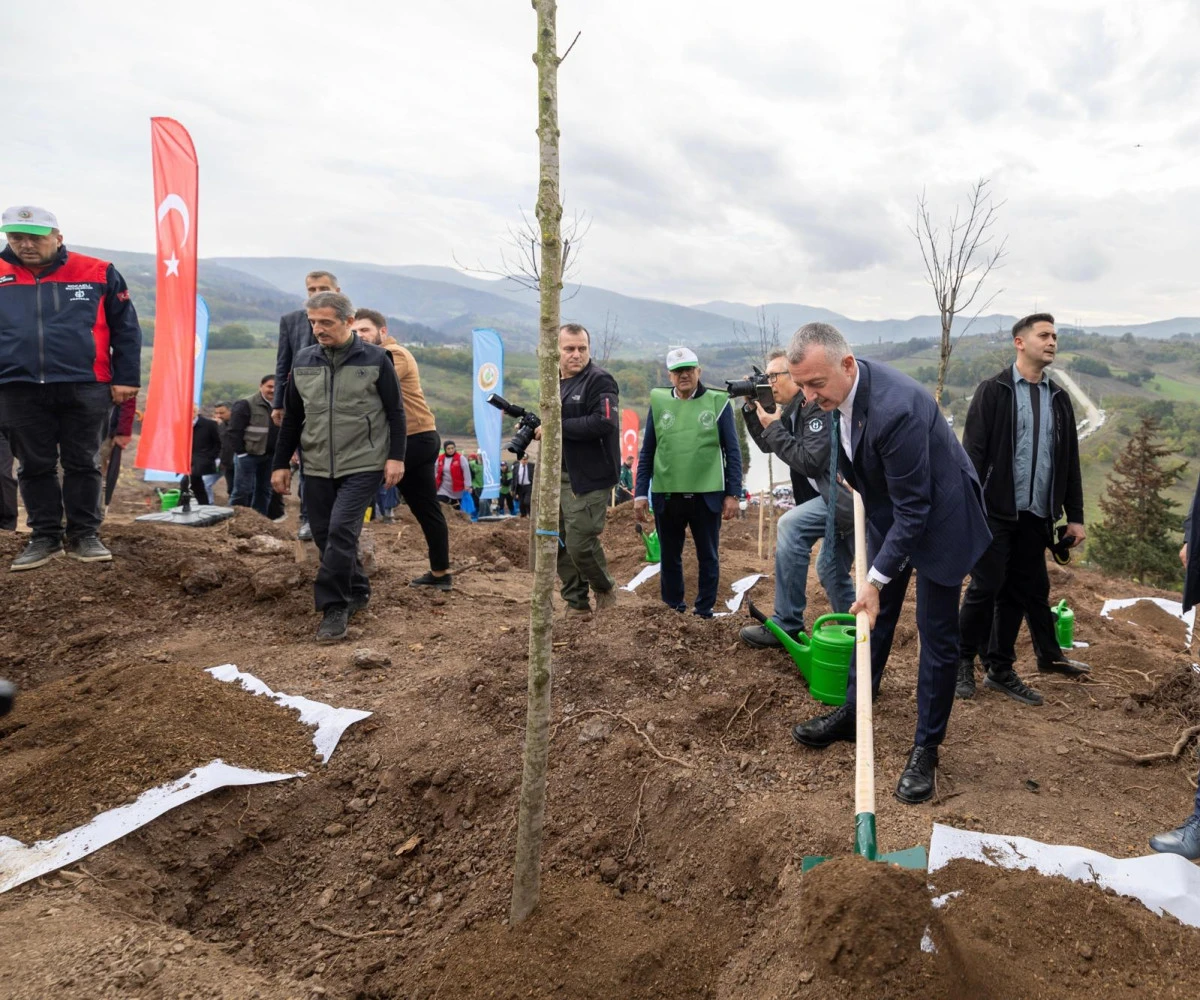 Karamürsel’de yanan bölge 3 bin fidanla yeniden yeşerecek