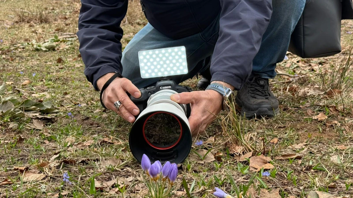 Keltepe &Ccedil;iğdemi b&uuml;y&uuml;ledi
