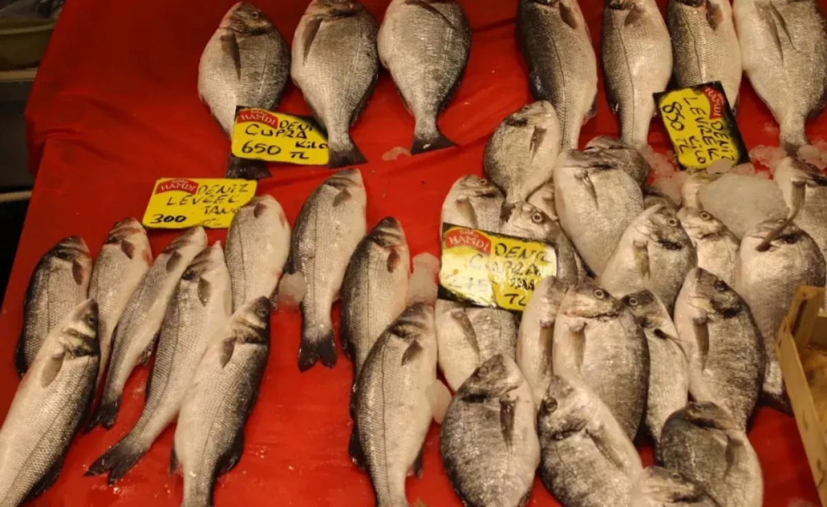 Kocaeli’de balık sezonu açıldı! İşte balık fiyatları