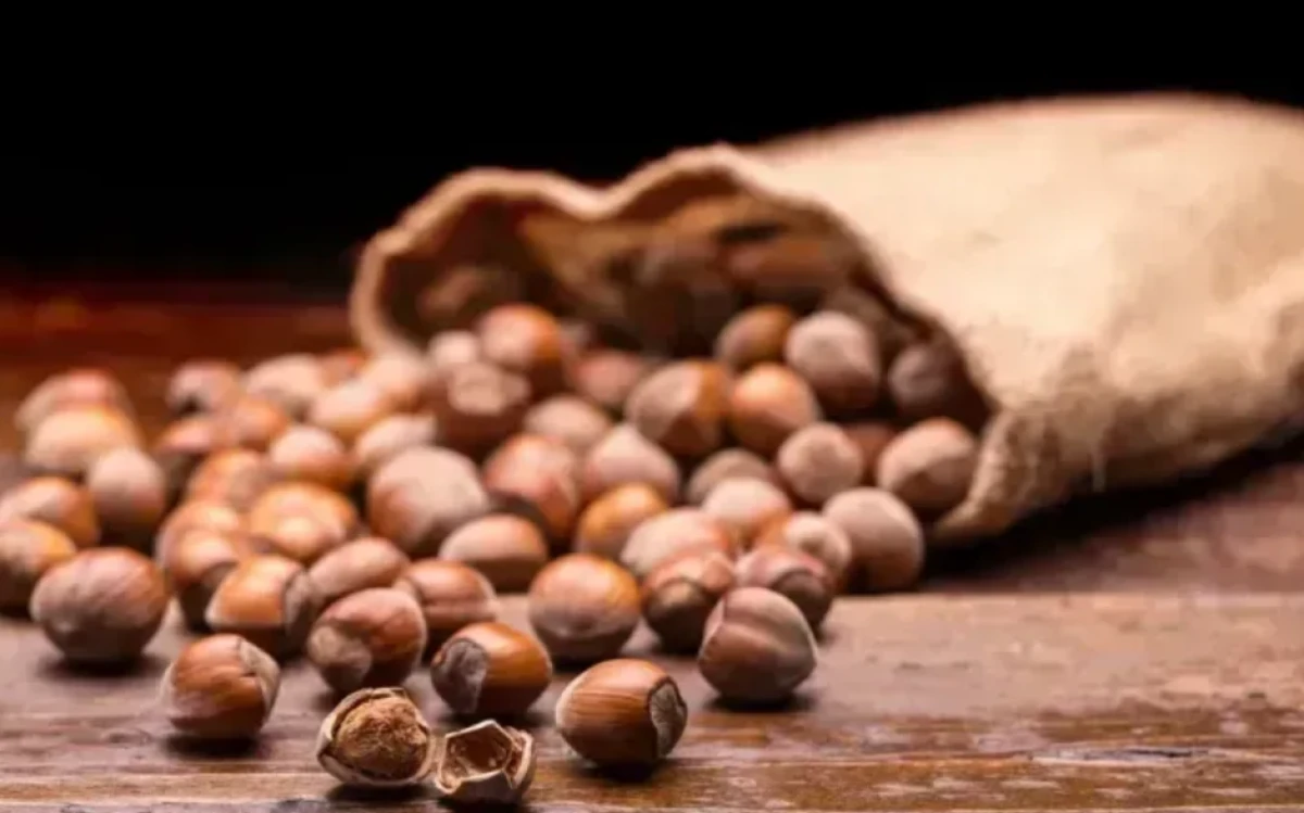 Kocaeli'de fındık fiyatları yükselişte