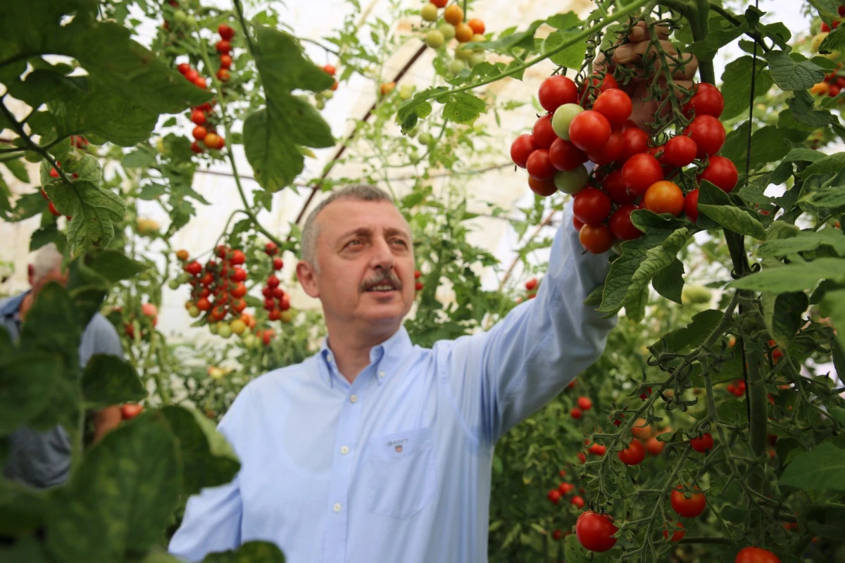 Kocaeli&rsquo;de seracılık, B&uuml;y&uuml;kşehir&rsquo;le yaygınlaşıyor