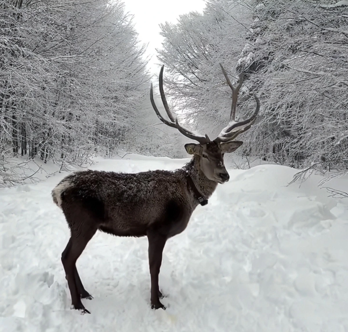 Kuzuyayla&rsquo;da bayram ve kar sevinci bir arada
