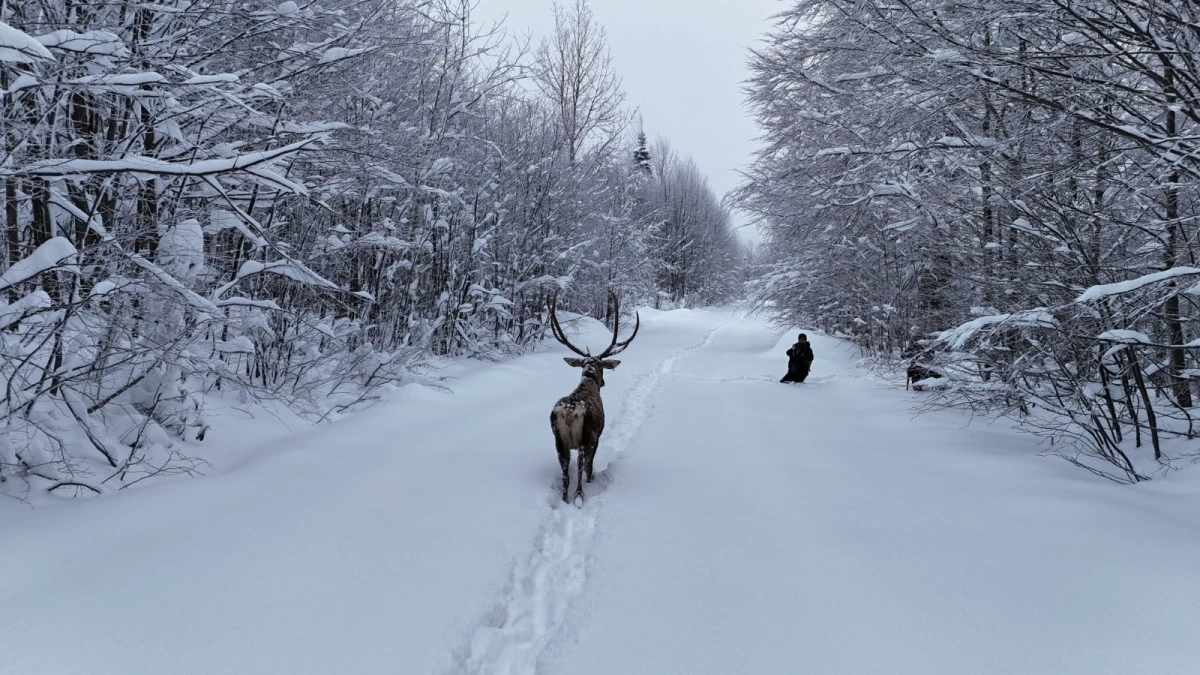 Kuzuyayla&rsquo;nın m&uuml;davimi kızıl geyikler