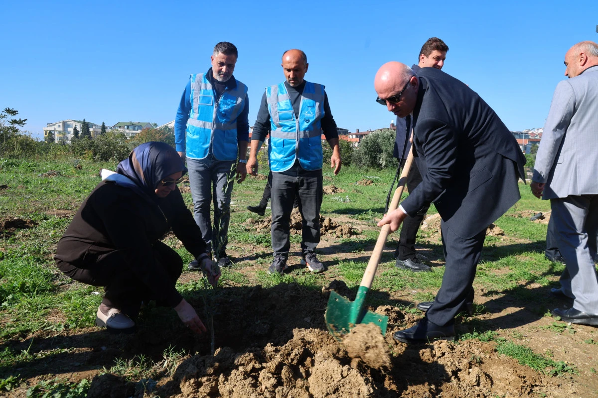 Zeytin Festivali&rsquo;nde zeytin fidanları toprakla buluştu