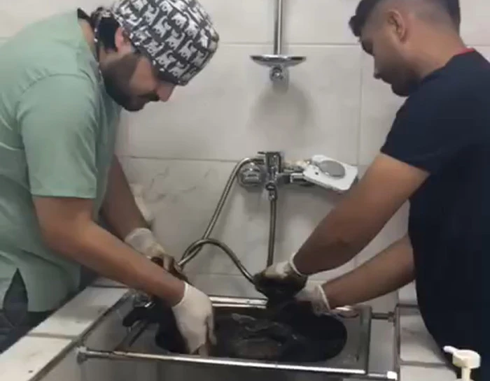 Zifte bulanmıştı, rehabilitasyon merkezinde yaşama tutundu